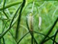 Agonopterix nodiflorella